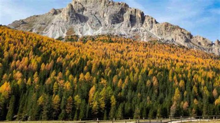 Where are larch trees found