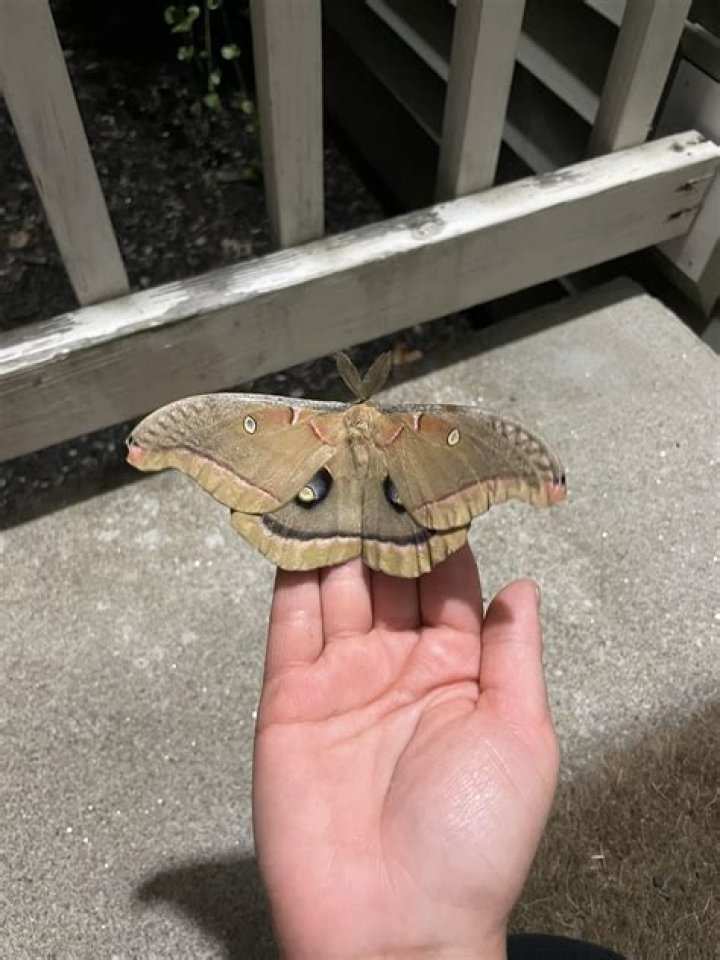 Where are Polyphemus moths found