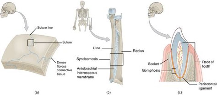 Where are syndesmosis found in the body
