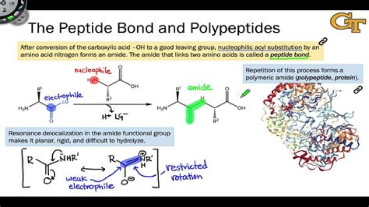 Where are the peptide bonds located in a polypeptide