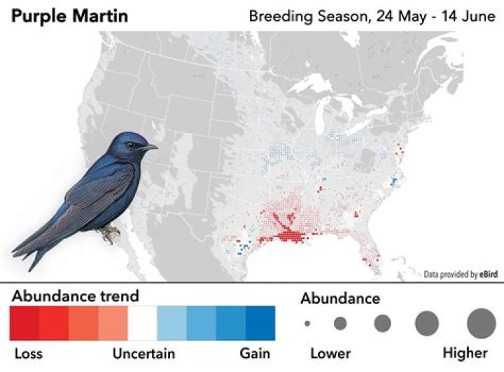 Where are the purple martins in Texas