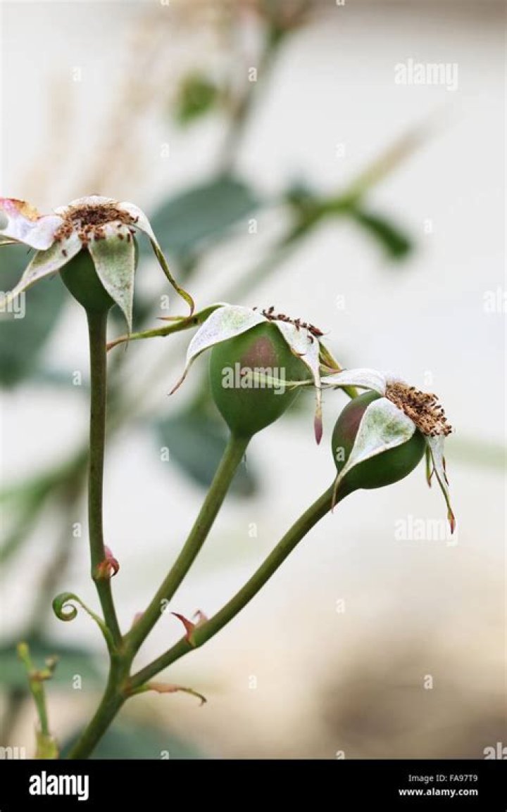 Where are the seeds in a rose