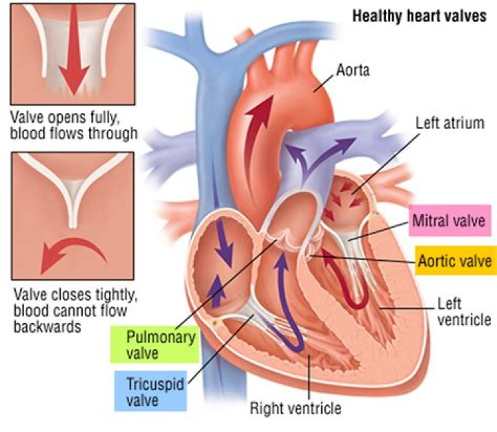 Where are the valves located in the heart