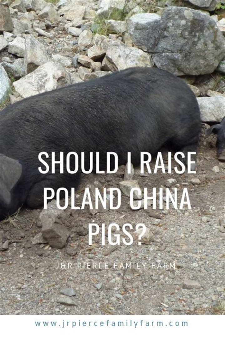 Where did the Poland China pig originate from