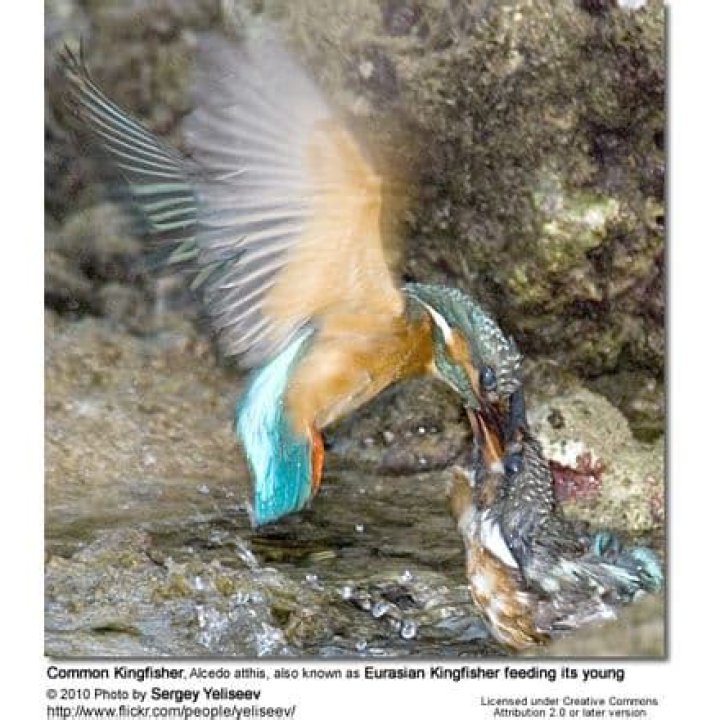 Where do common kingfishers live