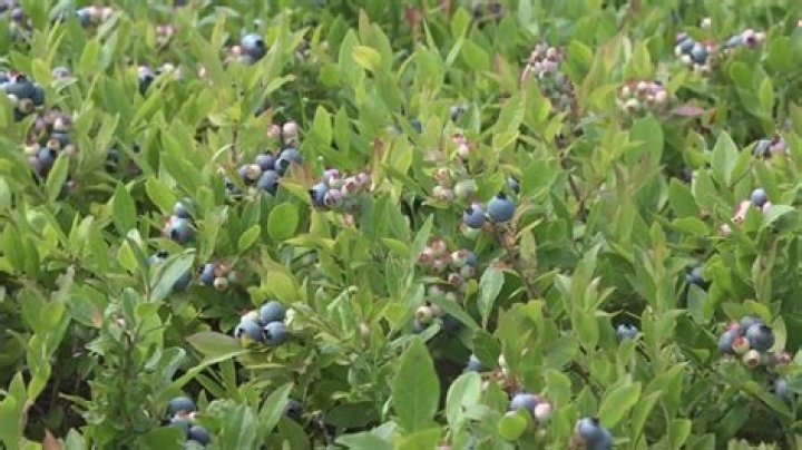 Where do I find wild blueberries
