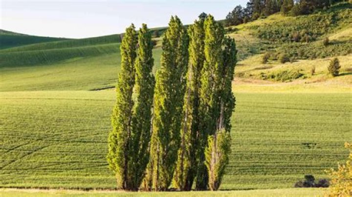 Where do Lombardy poplar trees grow
