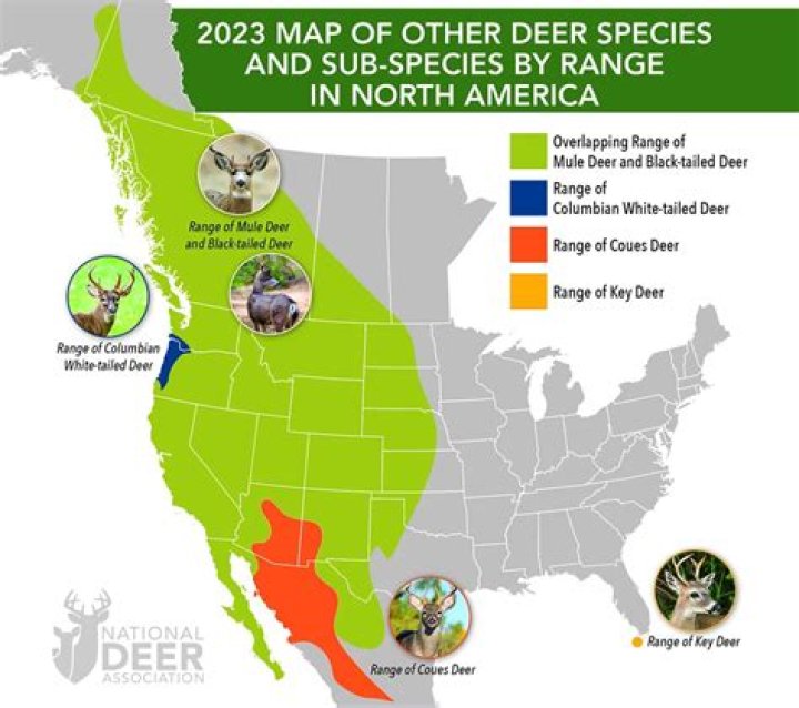 Where do most deer live