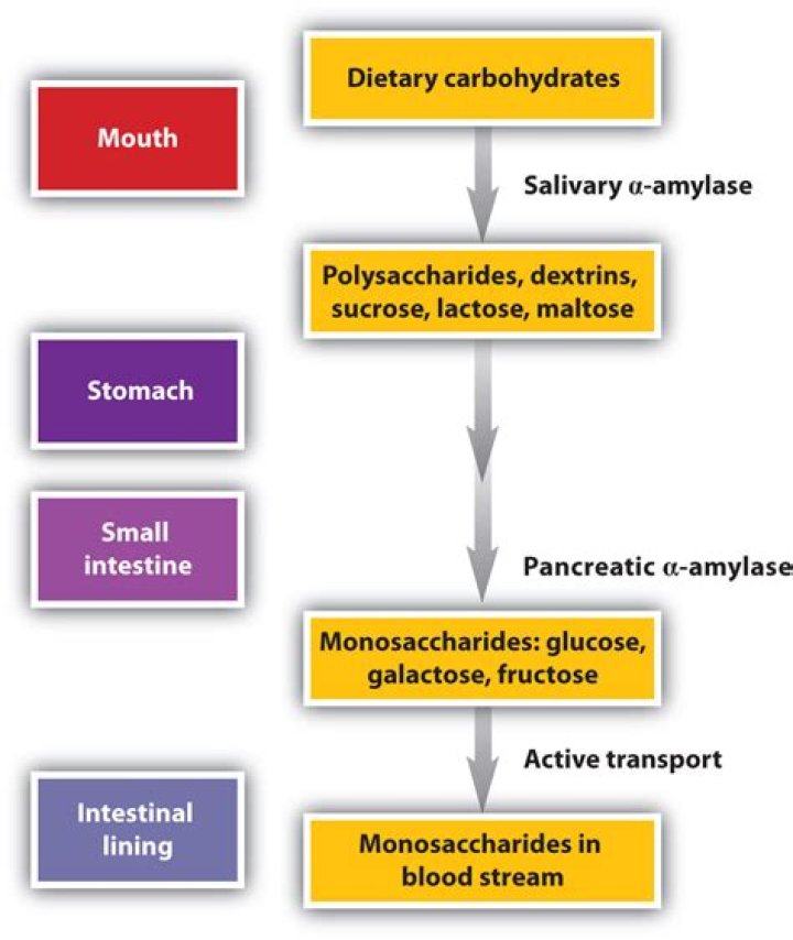Where does the digestion of carbohydrates start and end