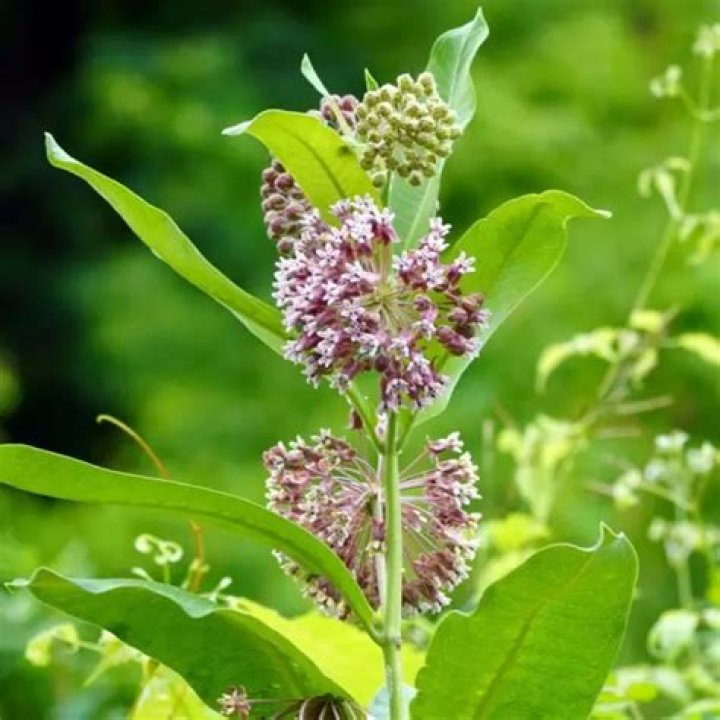 Where is common milkweed native