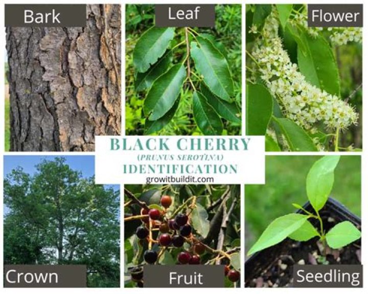 Where is the black cherry tree native to