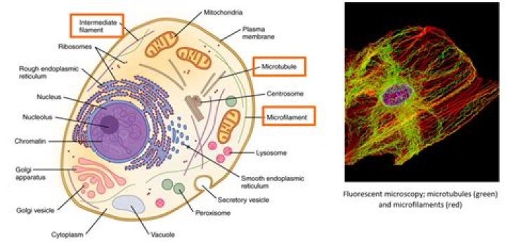 Where is the cytoskeleton found