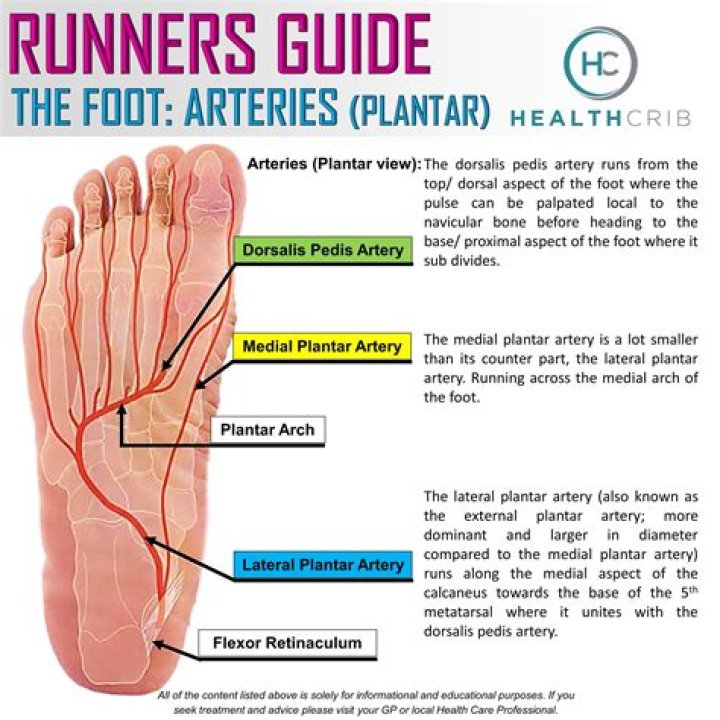 Where is the plantar artery