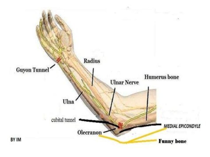 Where is the ulnar nerve located