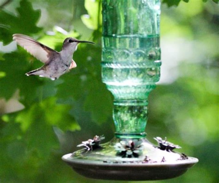 Where to put hummingbird feeders in hot weather?