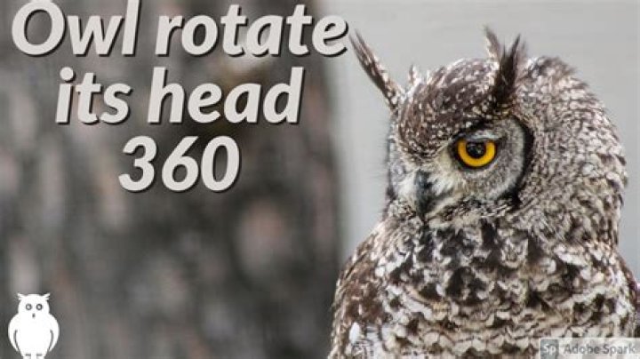 Which animal can rotate its head 360