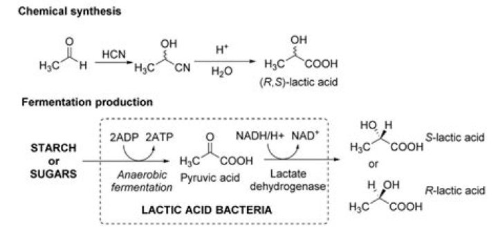 Which bacteria ferment lactose in milk producing acids that curdle the milk