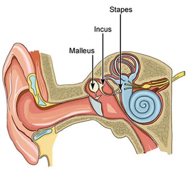Which is not one of the three tiny bones in the middle ear