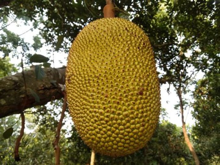 Which is the largest fruit in the world