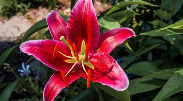 Which Lily is most fragrant