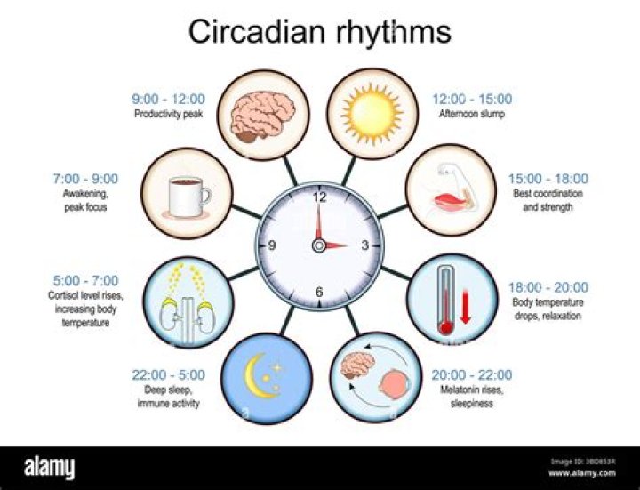 Which of the following is an example of a circadian rhythm
