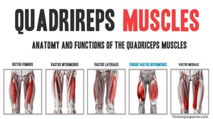 Which of the following quadriceps muscles is the largest