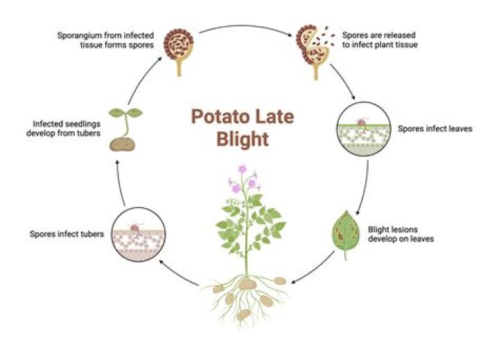 Who discovered late blight of potato