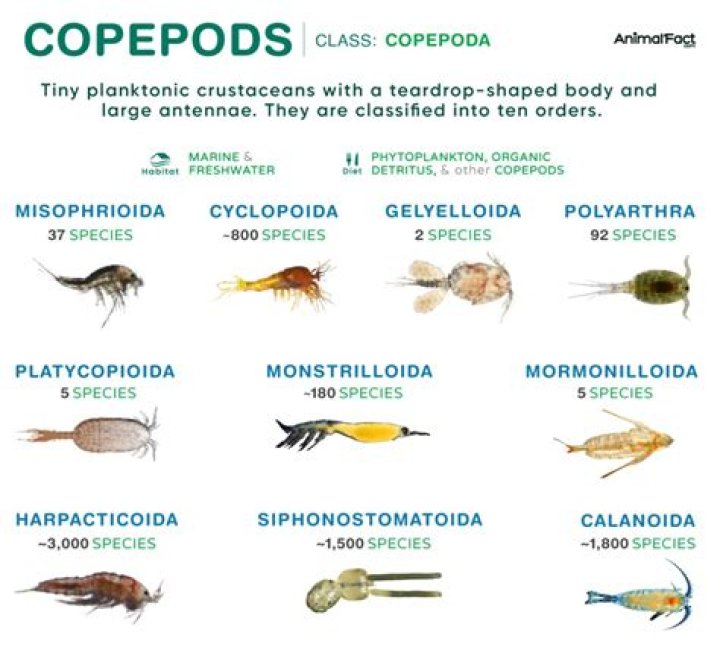 Why are copepods important to the ocean food web