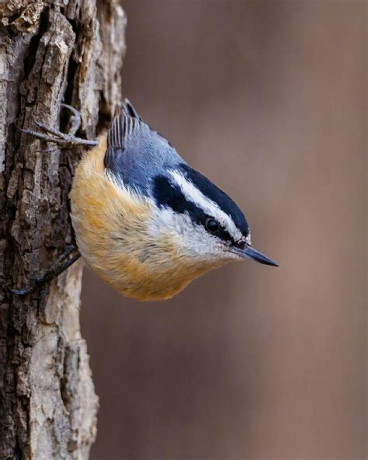 Why are nuthatches called nuthatches
