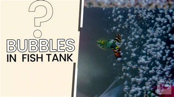Why are there bubbles on the top of my fish bowl?