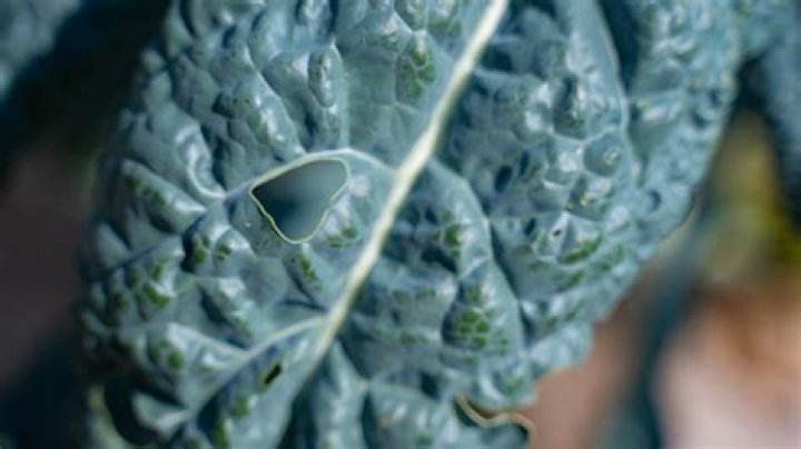 Why are there holes in my kale leaves