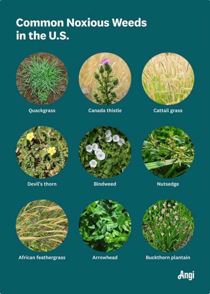 Why are weeds more successful than crop plants