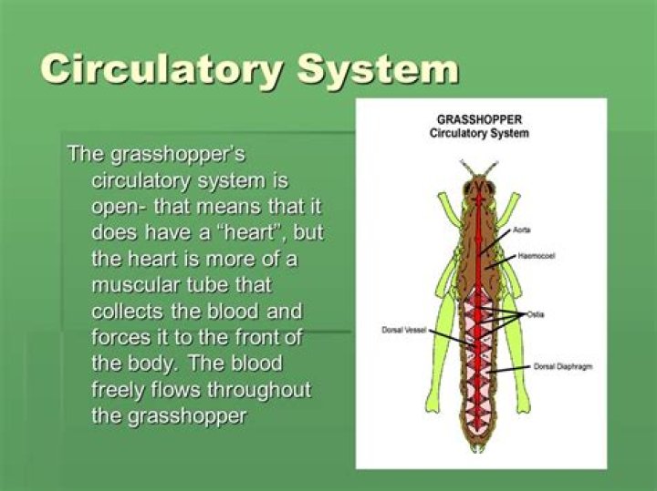 Why circulatory system of grasshopper is open type