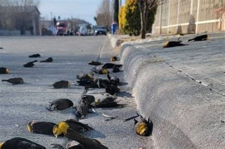 Why did birds fall out of the sky in Arkansas