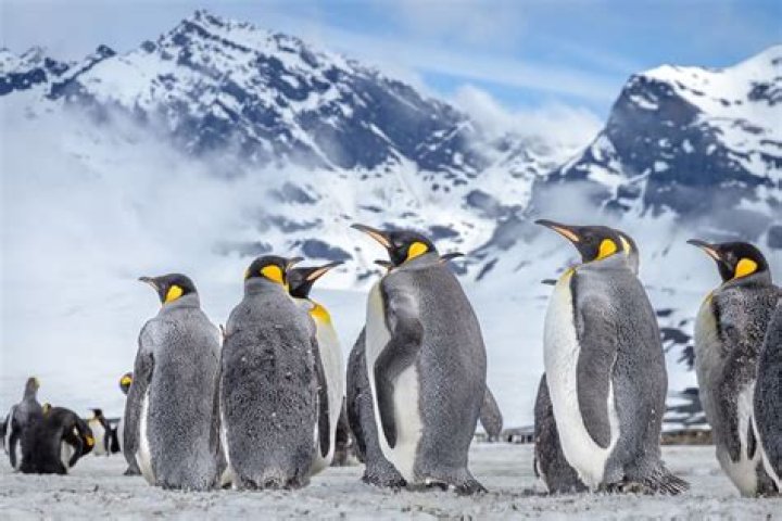 Why do penguins stand close to one another