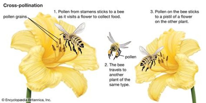 Why do plants undergo cross pollination