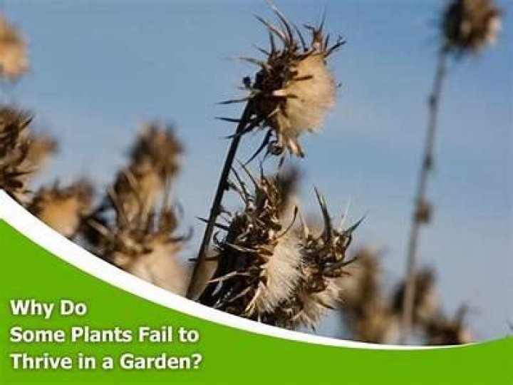 Why do some plants creep on the ground