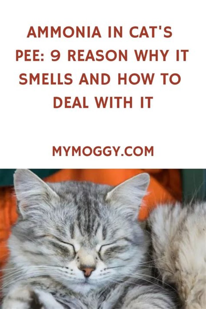 Why does my cats pee smell like ammonia