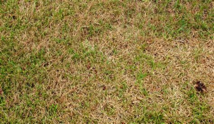 Why does my grass turn brown after I cut it