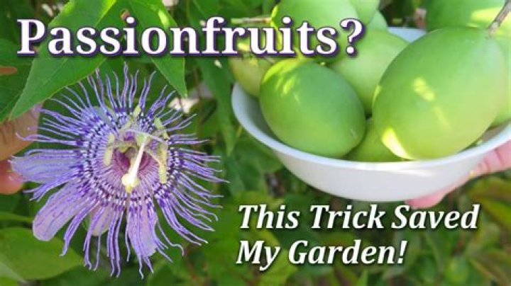 Why does my passion fruit not fruit