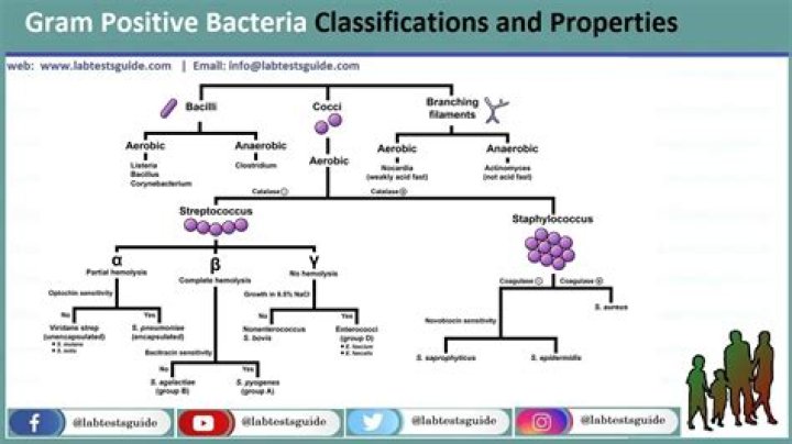 Why is it important to know if bacteria is Gram positive or negative