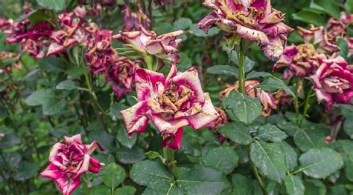 Why is my rock rose dying