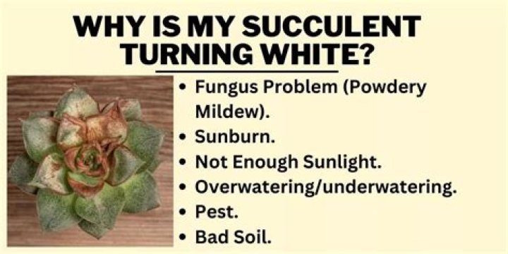 Why is my succulent turning white