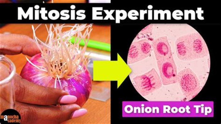 Why is onion root a good specimen for studying mitosis