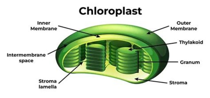 Why is there no chloroplast in onion cells