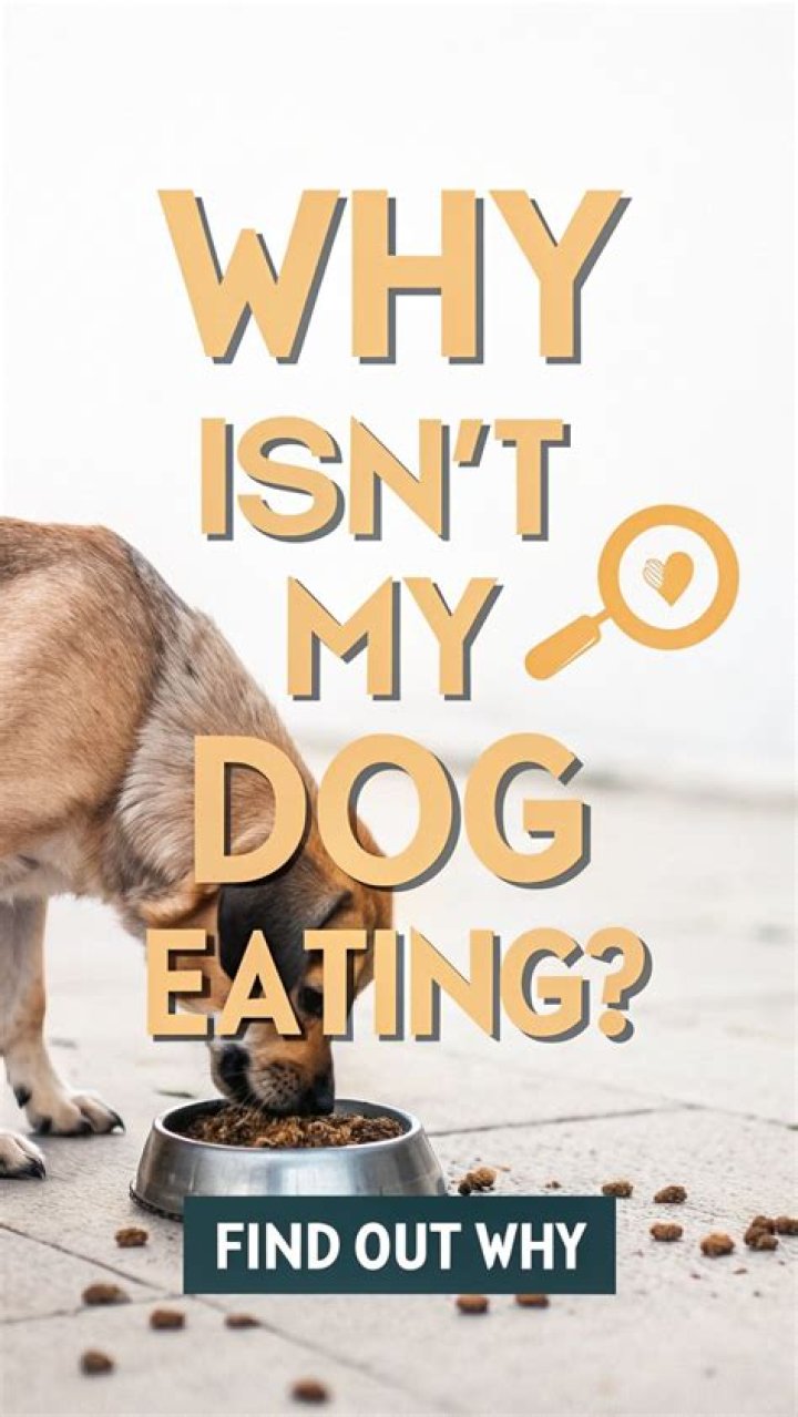 Why isnt my dog eating or moving