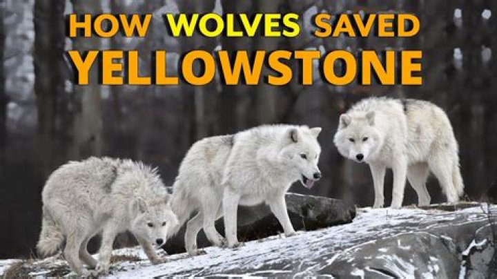 Why were the wolves removed from Yellowstone