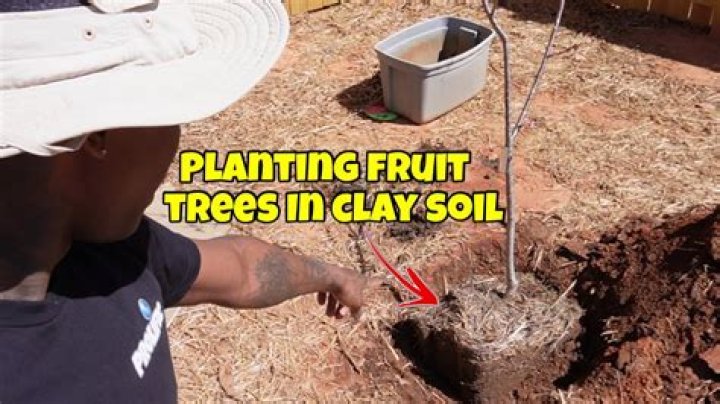Will apple trees grow in clay