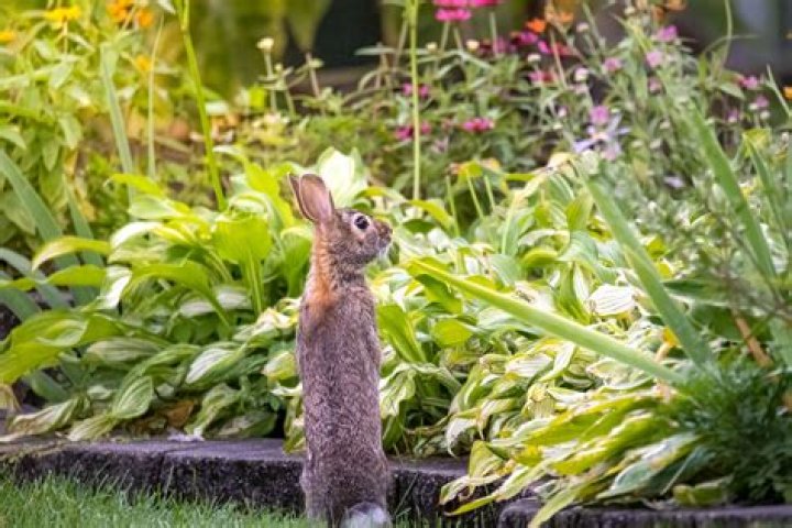 Will bone meal deter rabbits