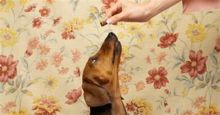 Will Dogs Eat Until They Explode